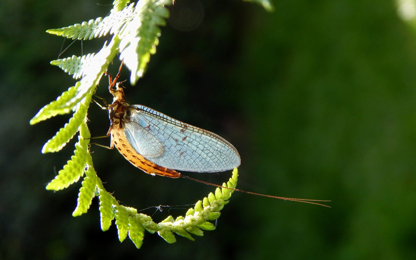 Mayfly on an unfurled fern frond